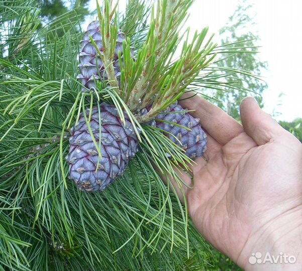 Кедр, кедры, сосна кедровая