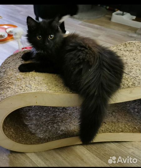 Котята ищут дом