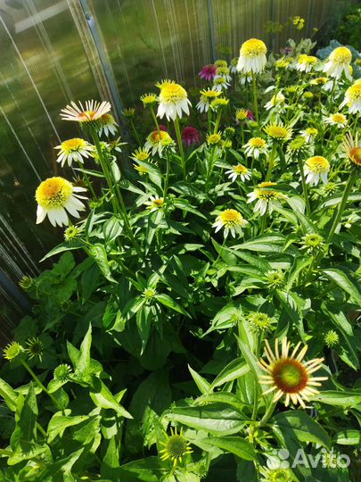 Эхинацея махровая