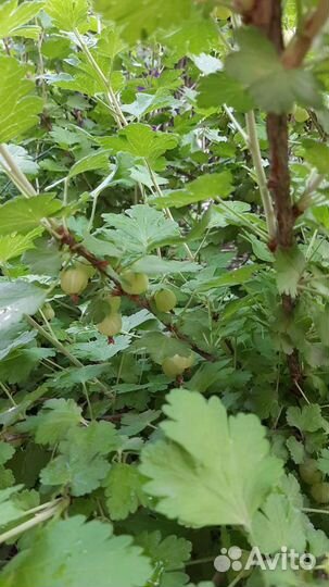 Крыжовник кусты