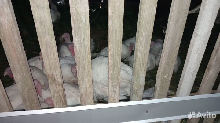 Мясо домашней индейки