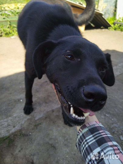 Собака в добрые руки