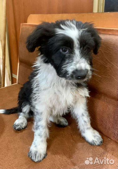 Ласковый красивый щенок