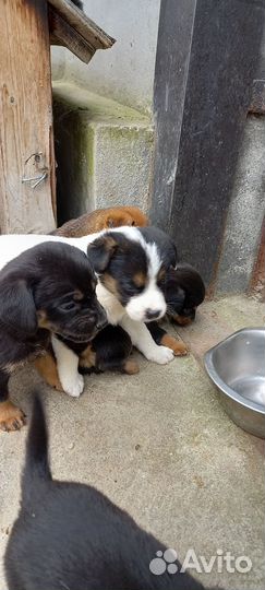 Щенки