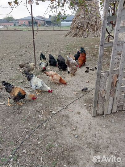 Куры домашние