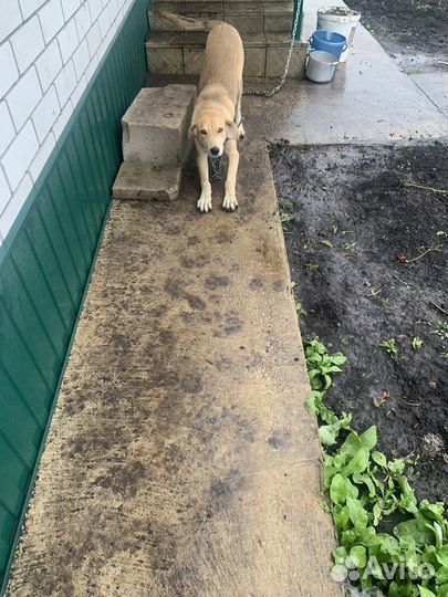 Собака в добрые руки