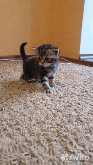 Британские котята