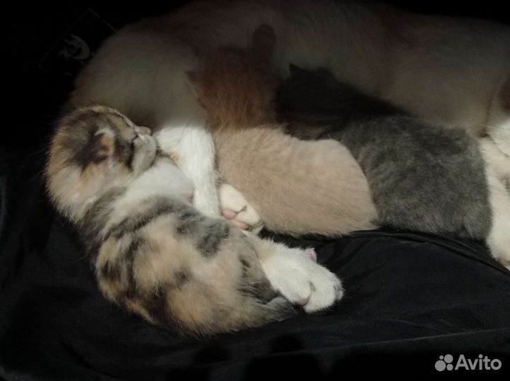 Отдам котят в добрые руки