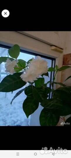 Табернемонтана