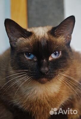 Тайская кошка бесплатно