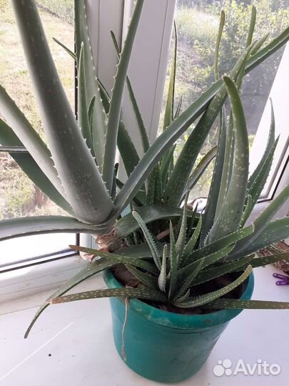 Цветы комнатные по200р