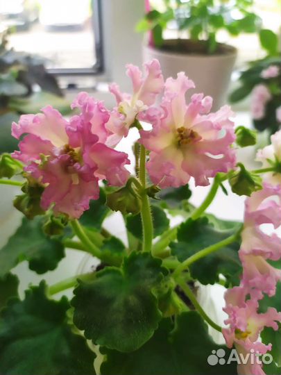 Фиалки сортовые (Цветущие)