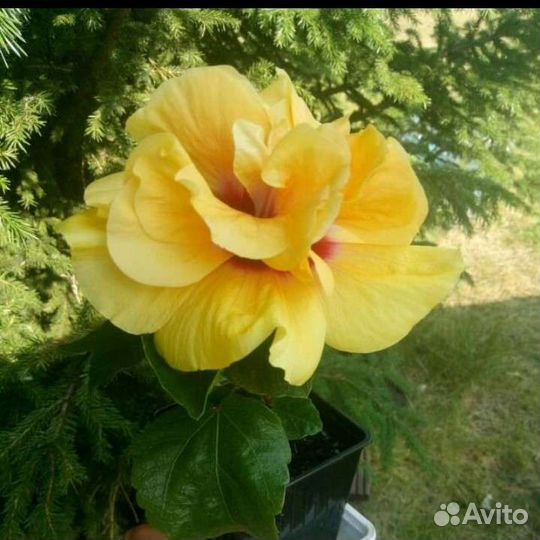 Гибискус прививка 