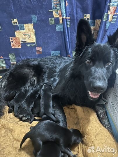 Щенки немецкой овчарки черные и зонарные
