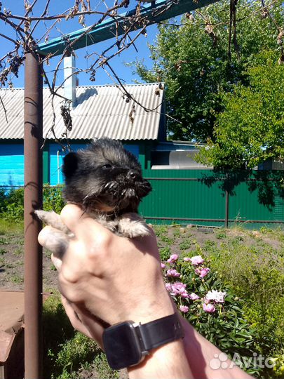 Собака в добрые руки отдам бесплатно