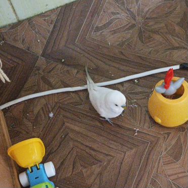 Волнистый попугай