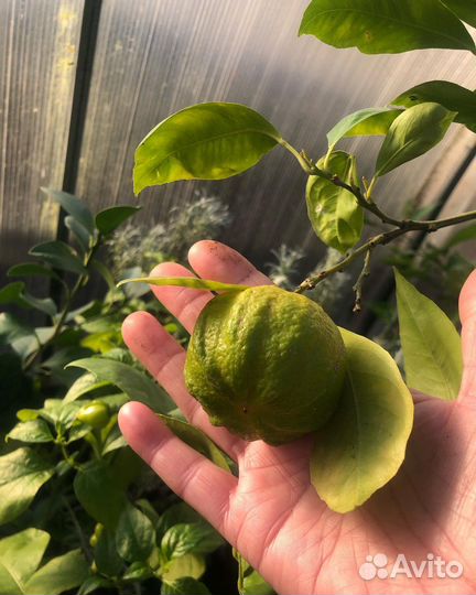 Черенки ташкентского лимона для укоренения