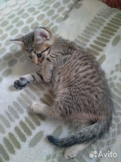 Котенок отдам бесплатно