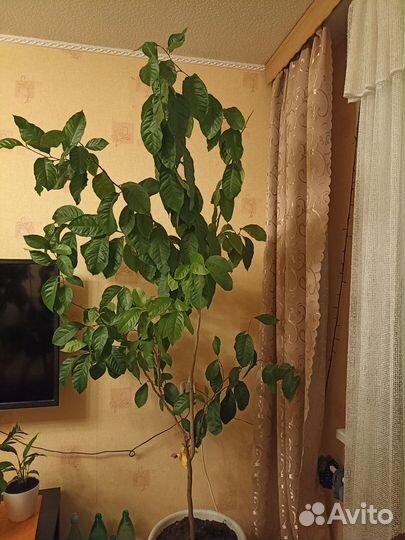 Лимонное дерево