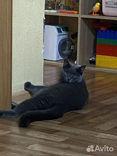 Британский кот 1 год