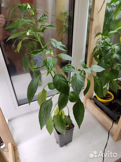 Рассада острого перца