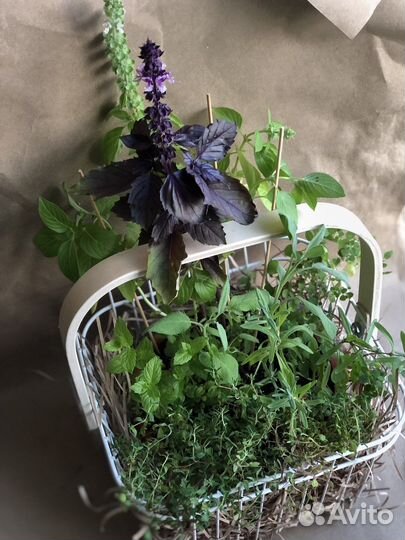 Букет из пряных трав в корзинке