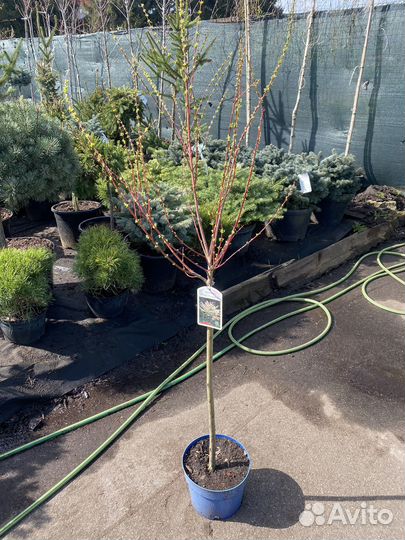 Ива хакуро нишики на штамбе