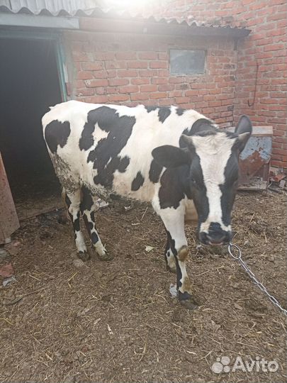 Племенная годовалая телка