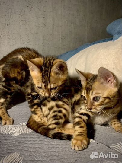 Бенгальский котёнок