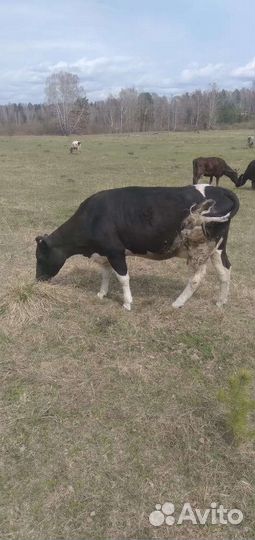 Продам тёлку