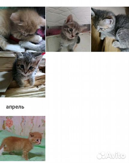 Котята отдам даром