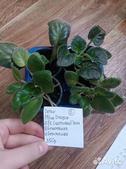 Фиалки сортовые