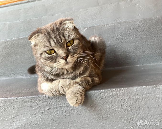 Шотландская вислоухая кошка (девочка)