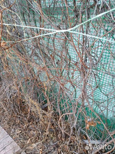 Лимонник китайский