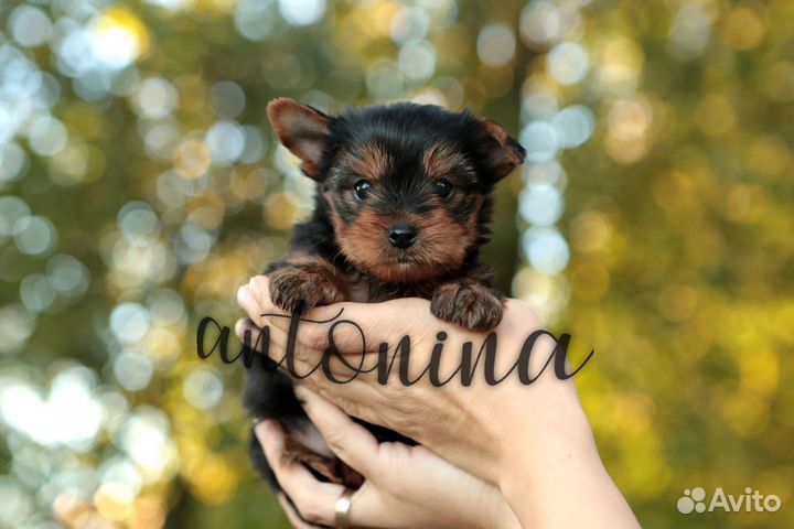 Мини мальчишки