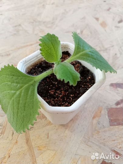 Плектрантус (комнатная мята)