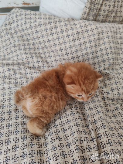 Кошки курильский бобтейл