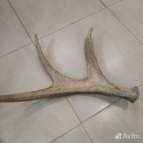 Лосиные рога