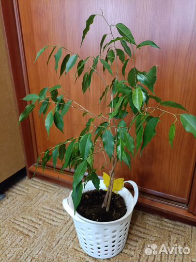 Фикус бенджамина