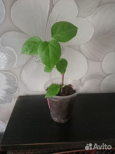 Продам цветы комнатные