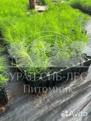 Зкс и окс Сосна Ель Лиственница сеянцы Голуб горн