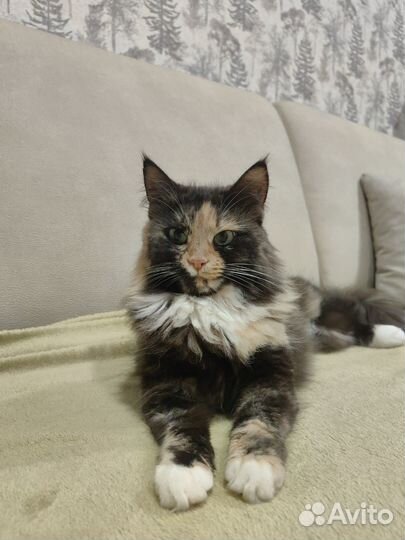 Ласковая трехцветная кошка в добрые руки