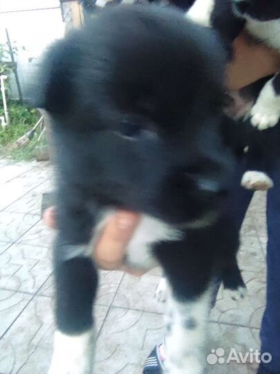 Щенки лайки