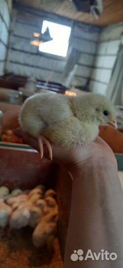 Бройлеры Коб 500