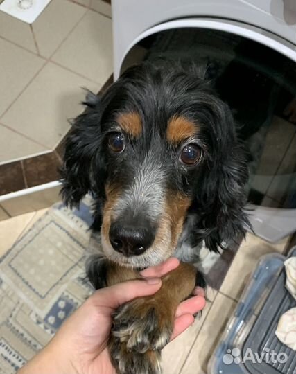 Русский спаниель