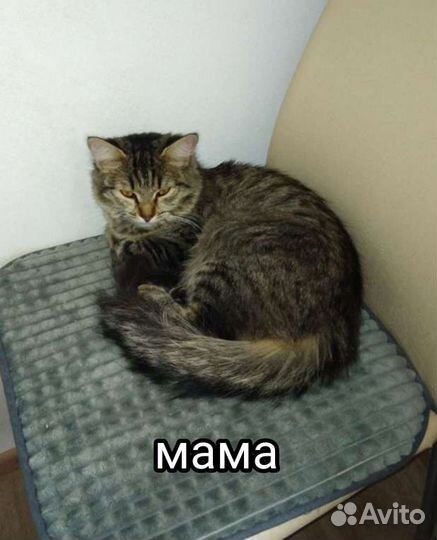 Котятки в добрые руки