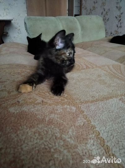Маленькие котята