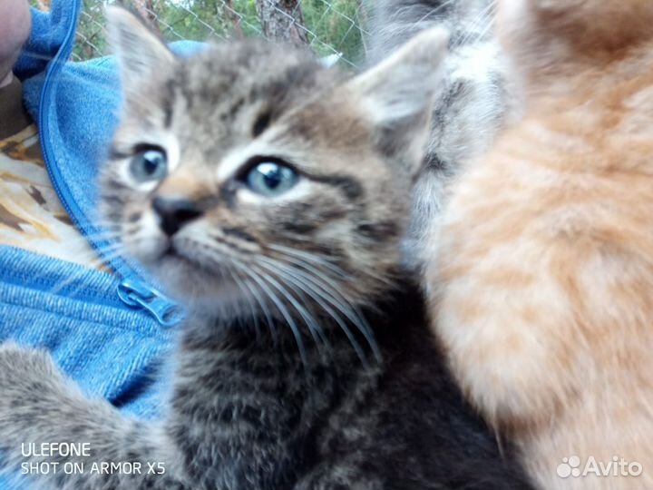 Котята в добрые руки бесплатно