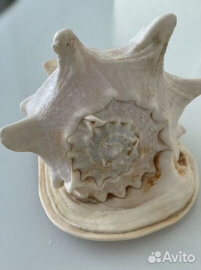 Морские ракушки раковины