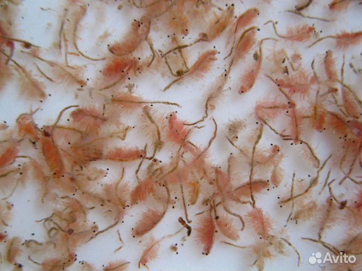 Замороженный живой корм для рыбок